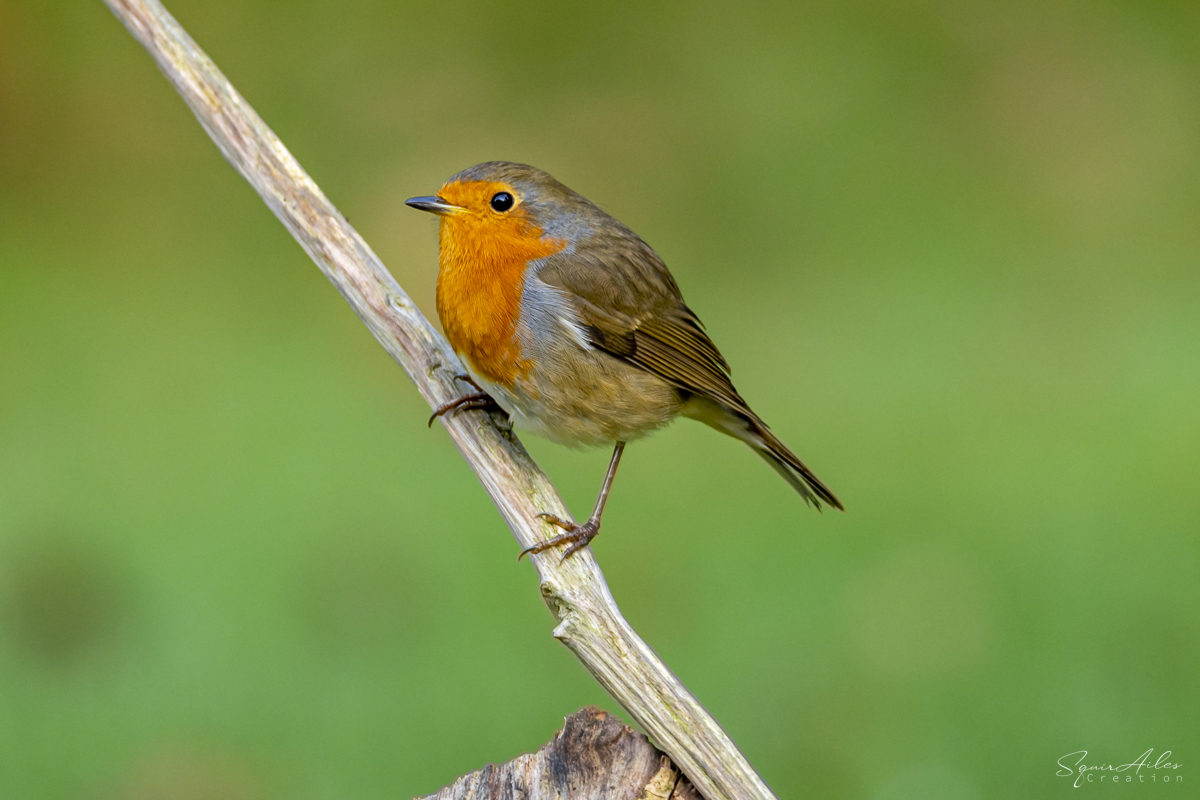 Rouge-gorge familier 