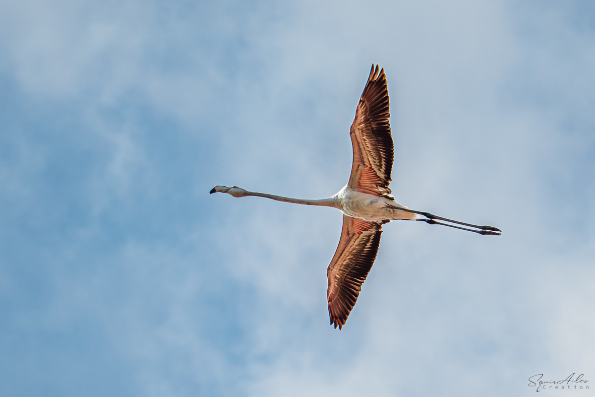 Flamand rose