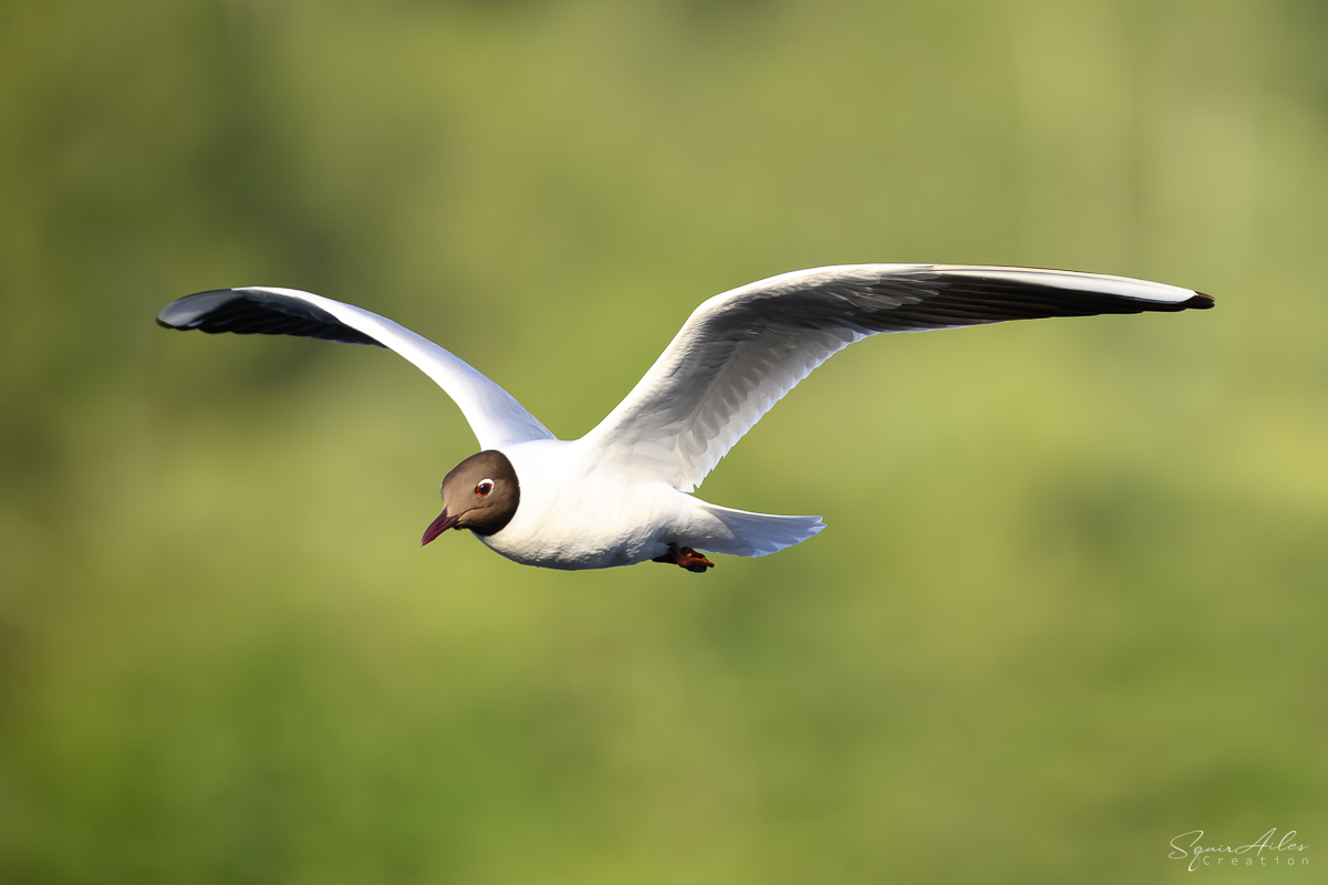 mouette rieuse