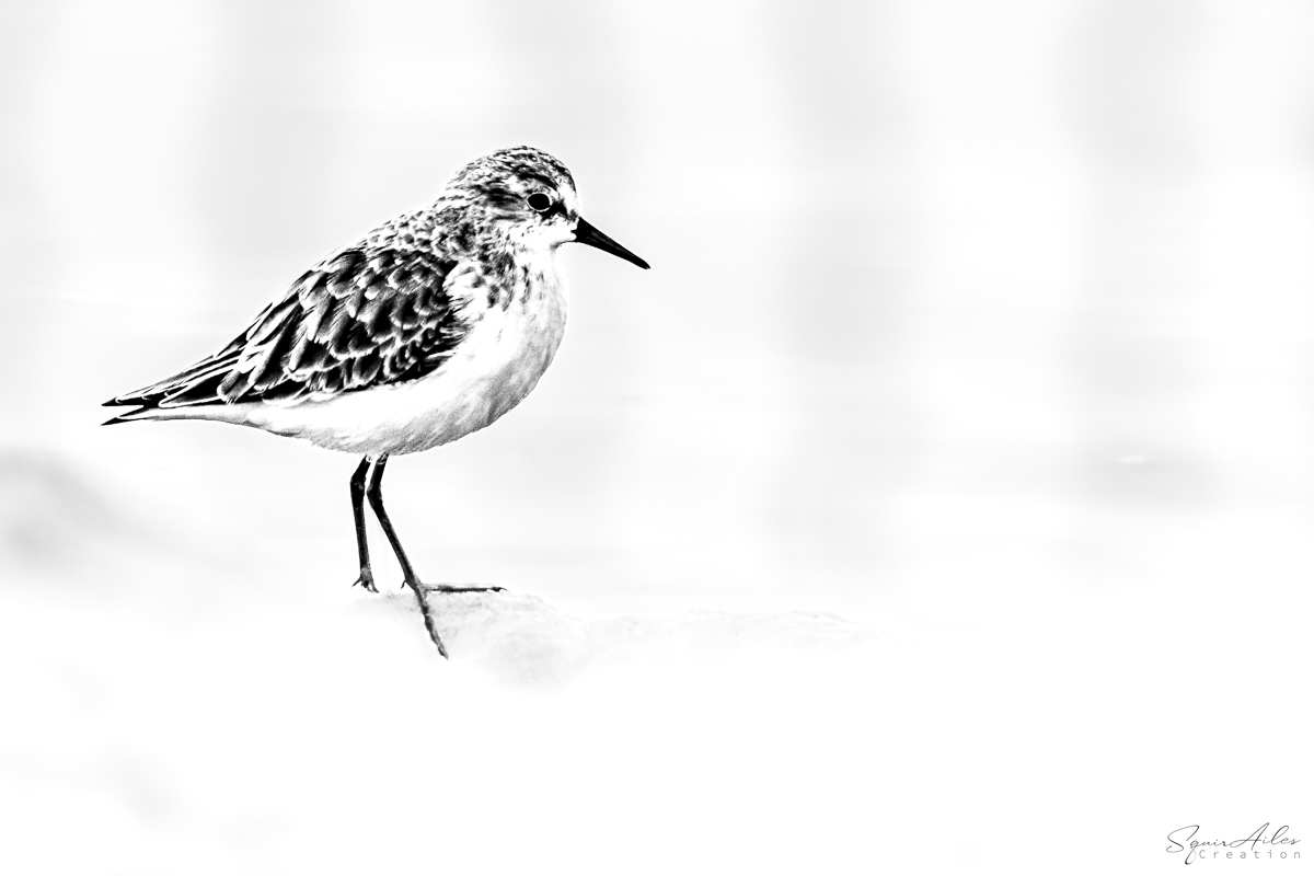 Oiseau bécasseau sanderling