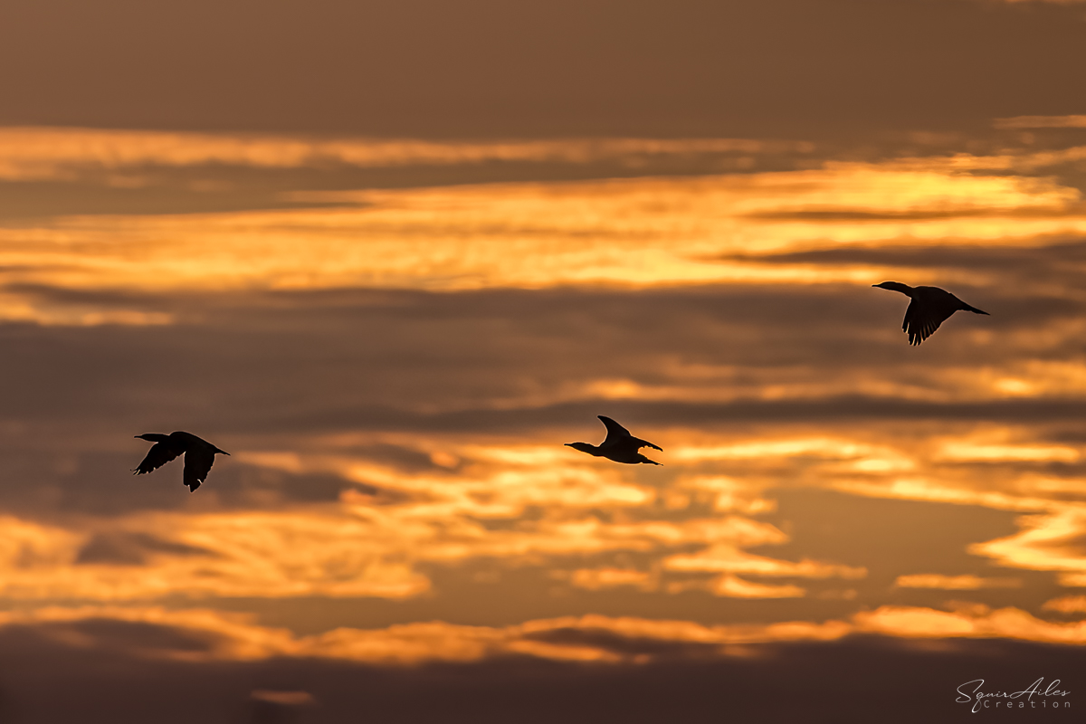 Grand cormoran au lever de soleil 