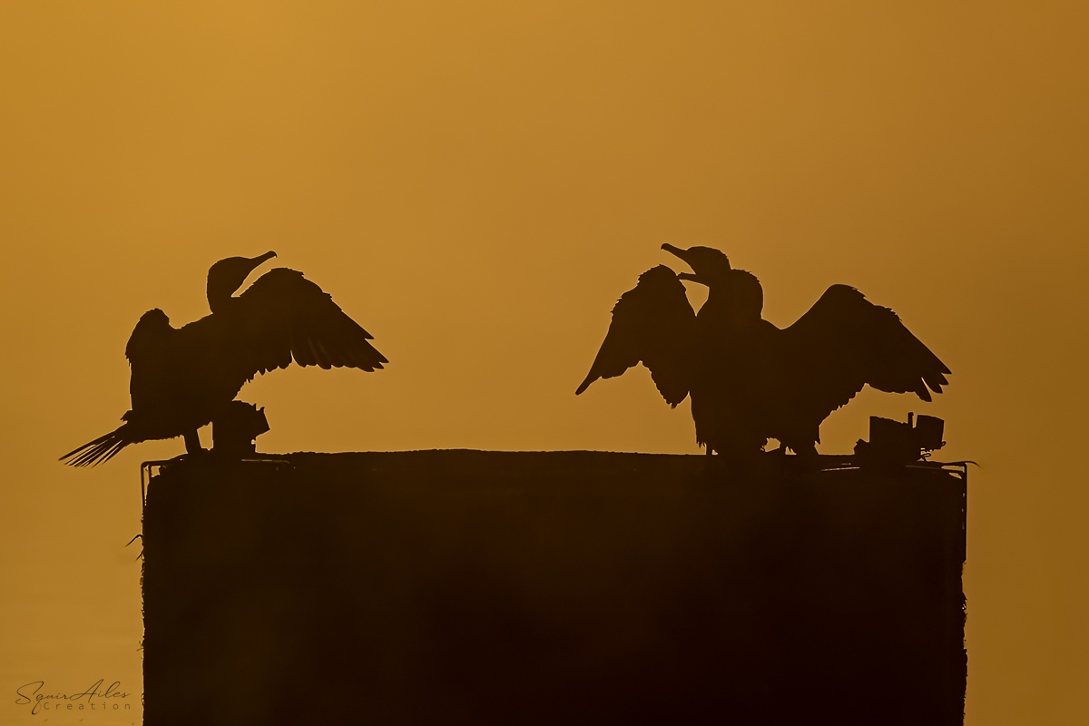 Grand cormoran au lever de soleil