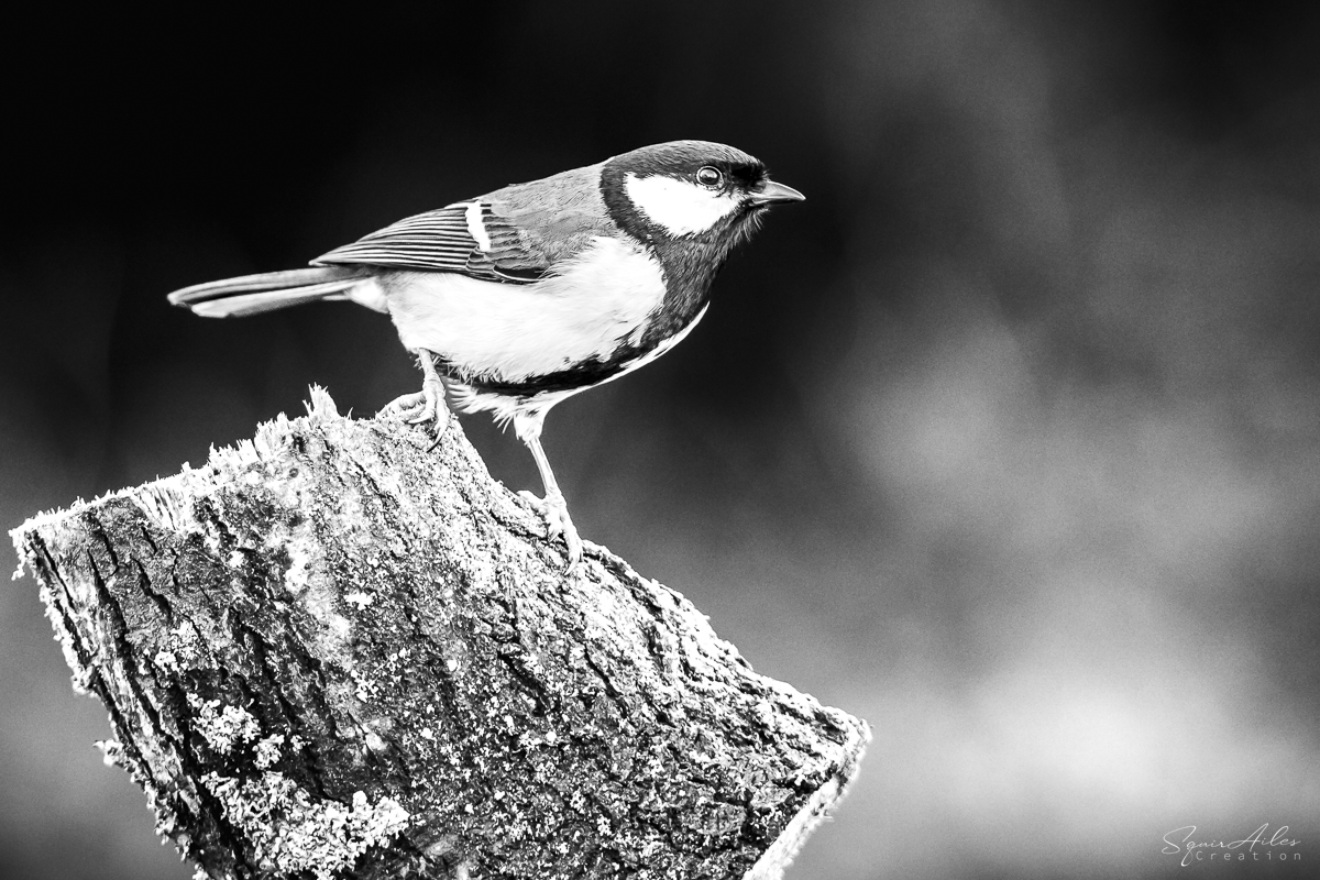 Mésange charbonnière