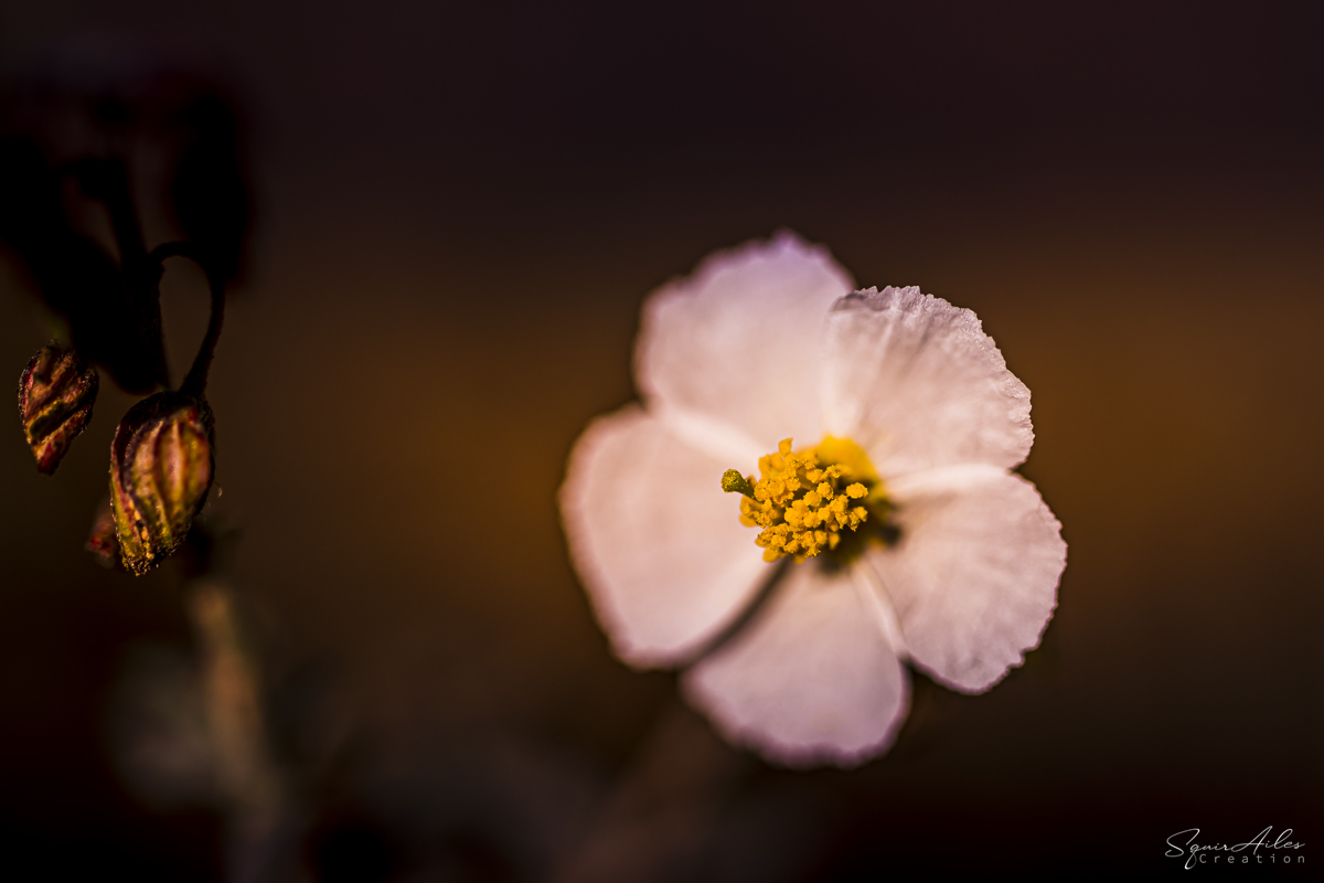 Photo de fleurs