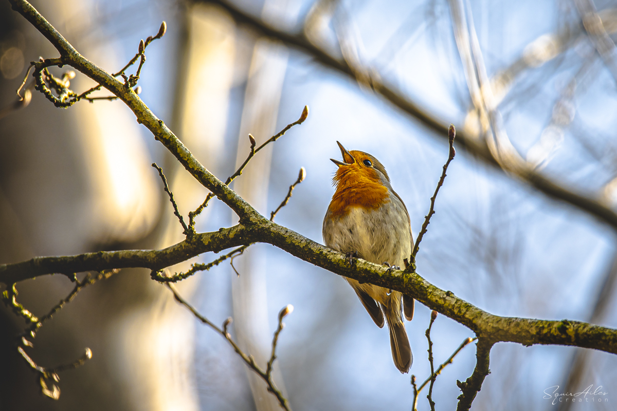 Rouge-gorge familier