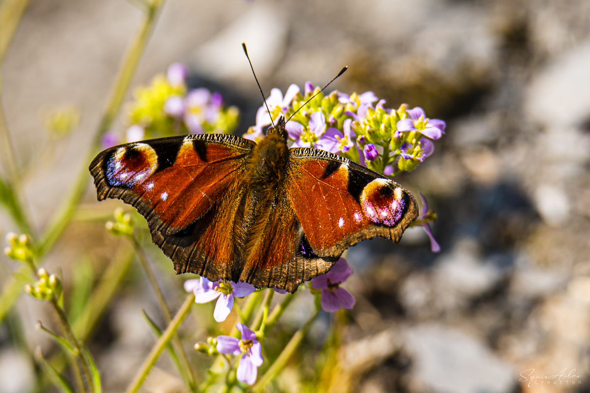 Papillon paon-du-jour