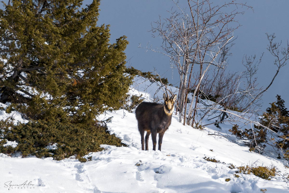 Chamois