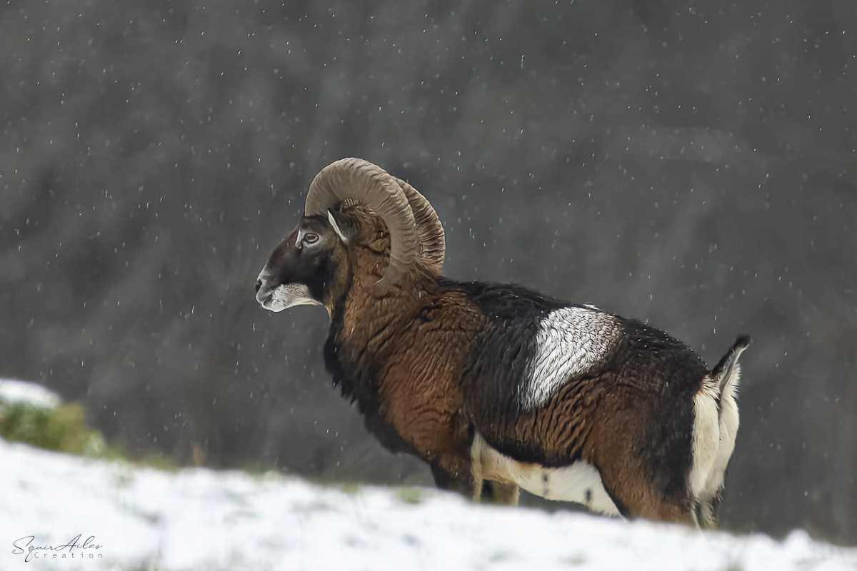 Mouflon