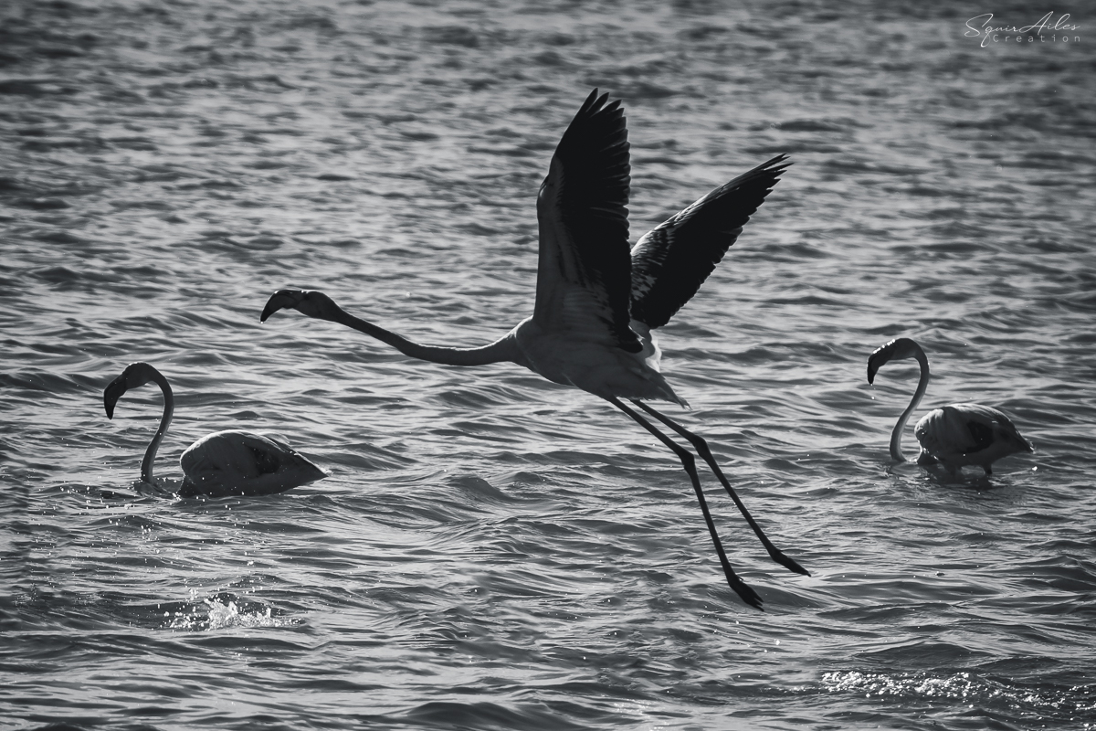 Flamand rose 