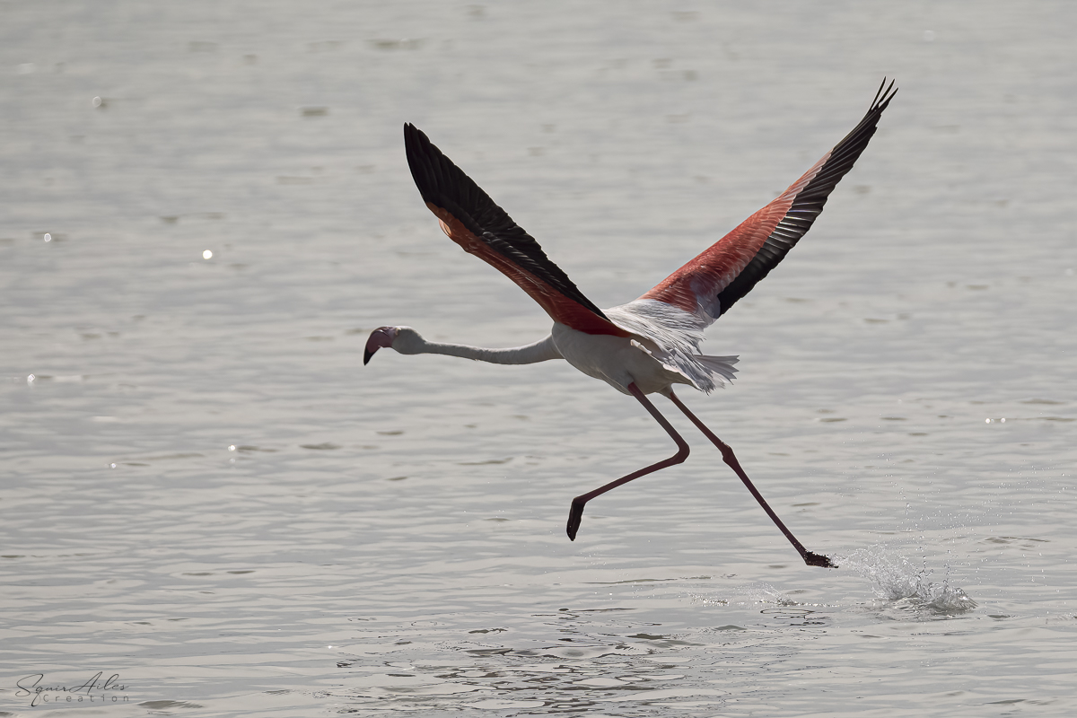 Flamand rose