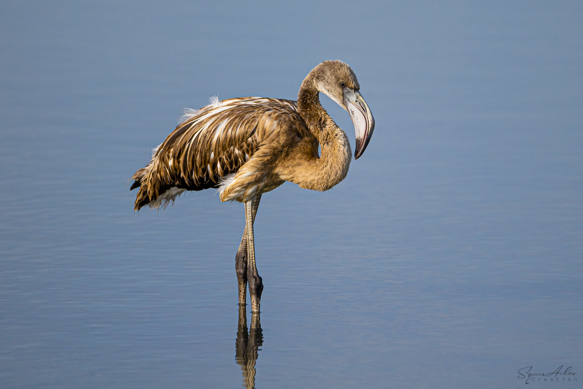 Flamand rose juvénile