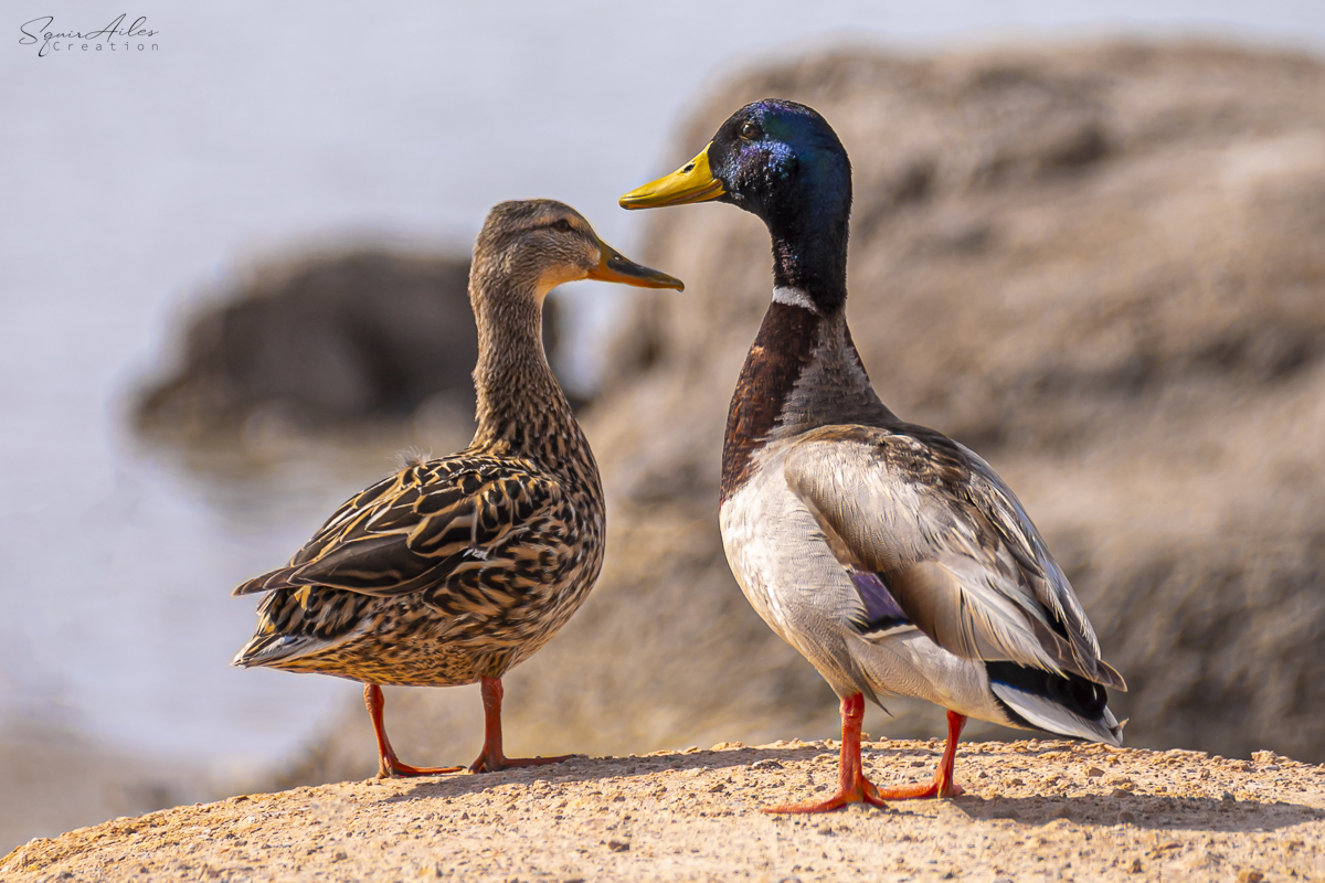 Canard colvert