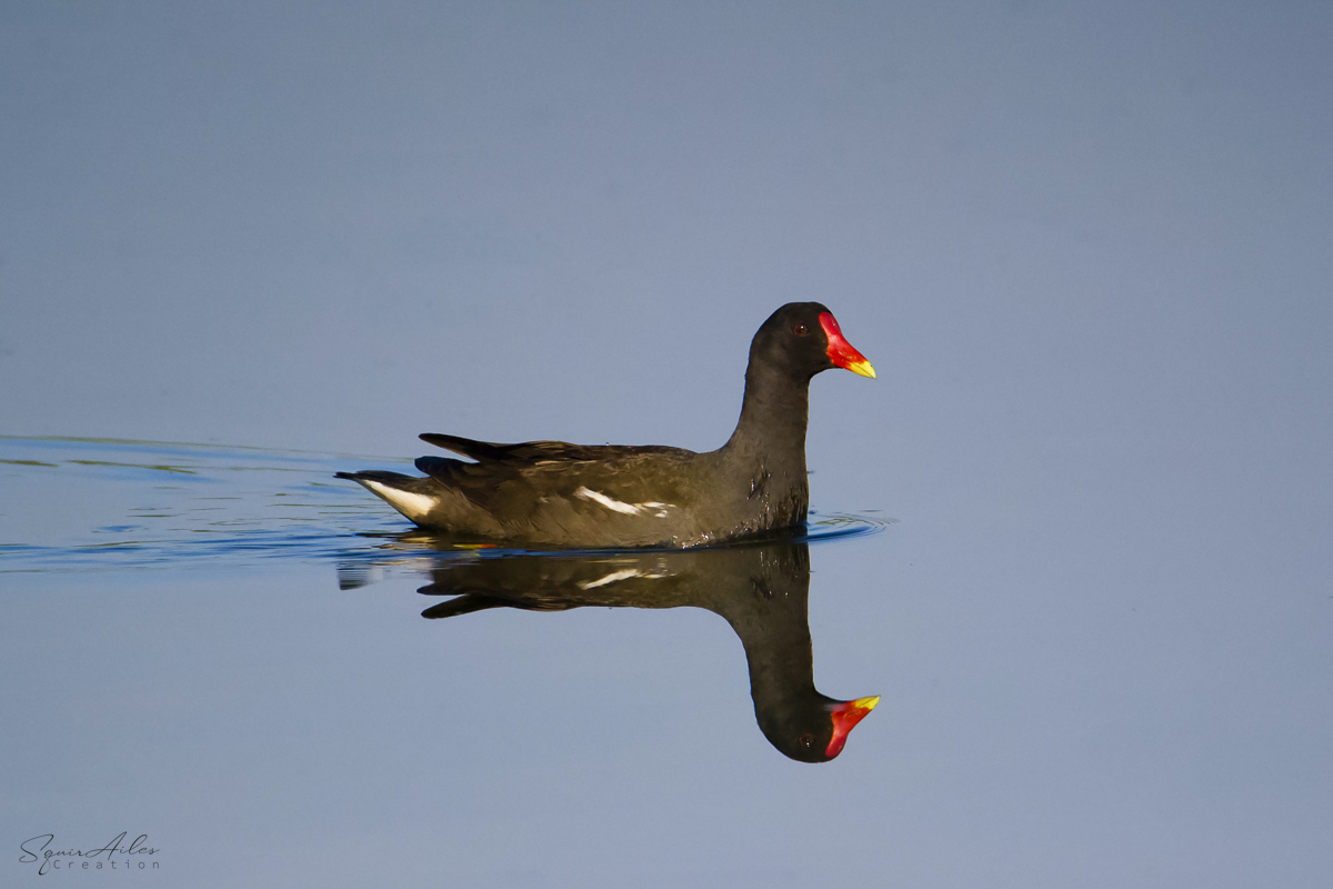 Gallinule poule d'eau 