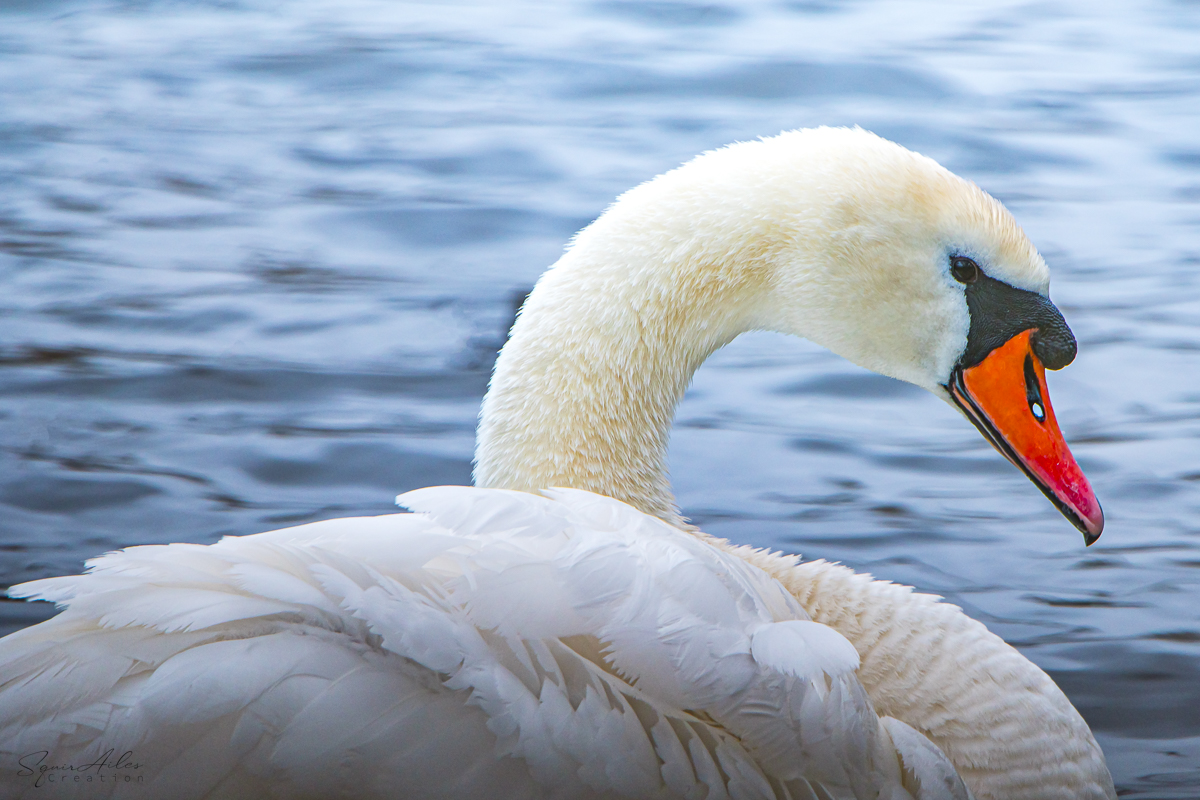 Cygne tuberculé 