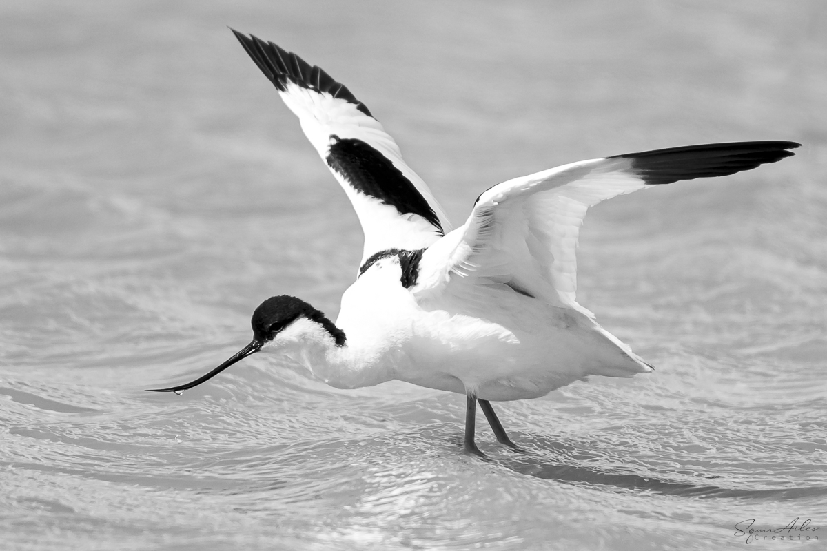 Avocette élégante