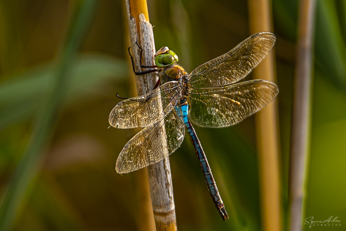 Anax Parthenopr