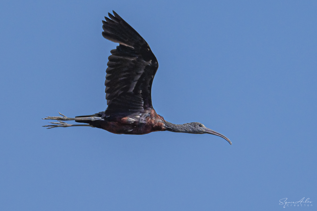 Ibis falcinelle 