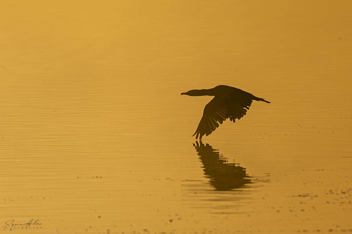 Grand cormoran au lever de soleil 