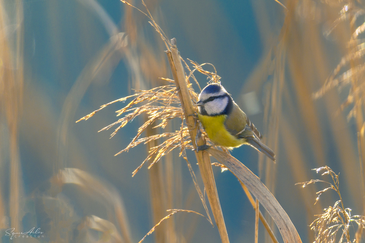 Mésange bleue 