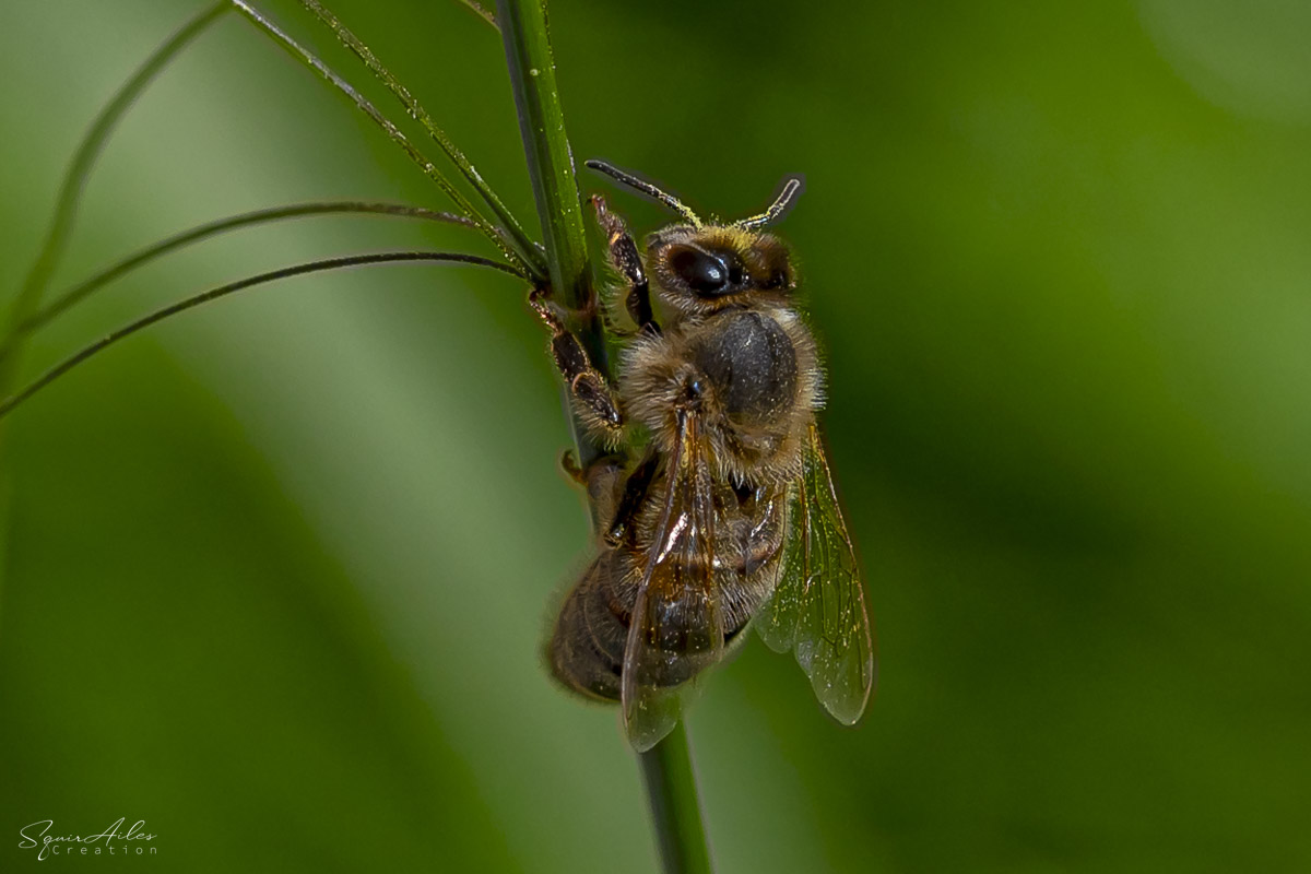 abeille posée sur une tige