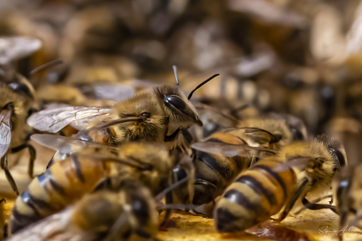 abeille regard