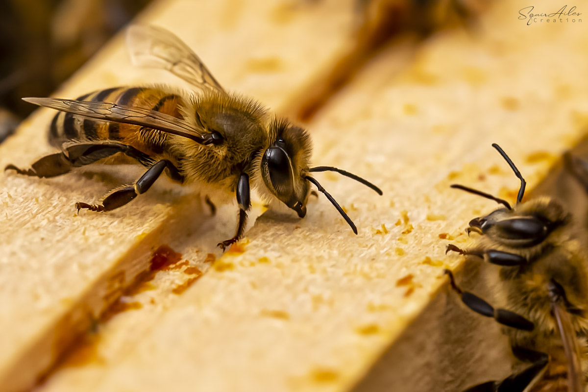 Abeille complicité