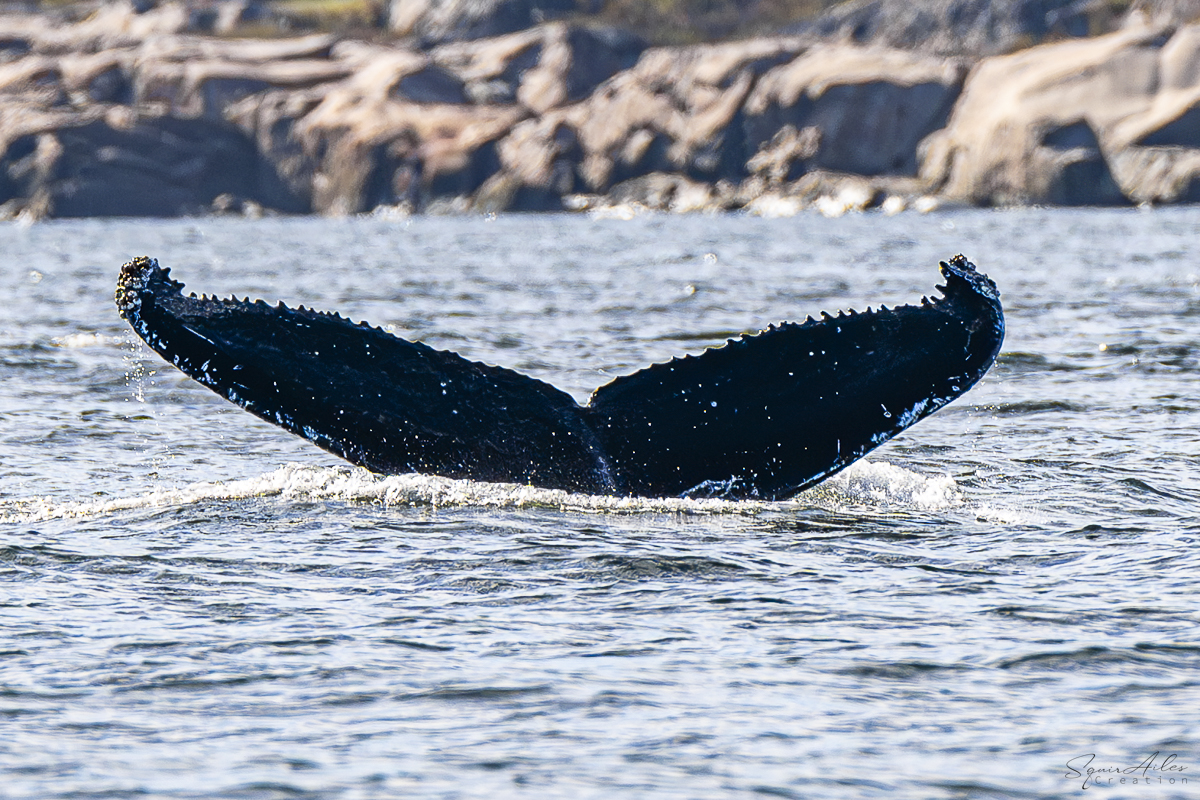 baleine