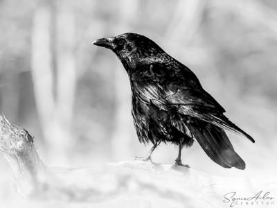 Corneille noire