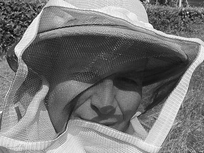 découverte abeille 1