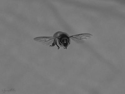 découverte abeille 4