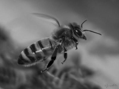 découverte abeille 5