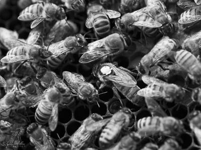 découverte abeille 6