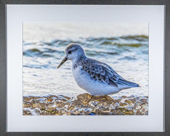bécasseau sanderling