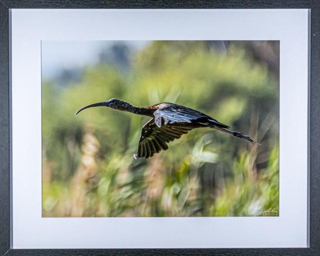Ibis falcinelle