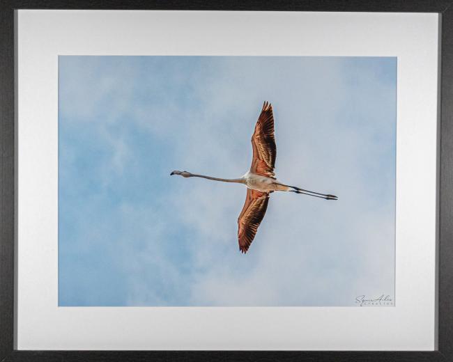 flamant rose