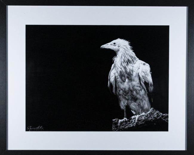 vautour percnoptère