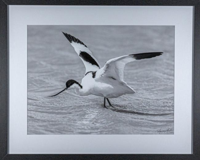 avocette élégante