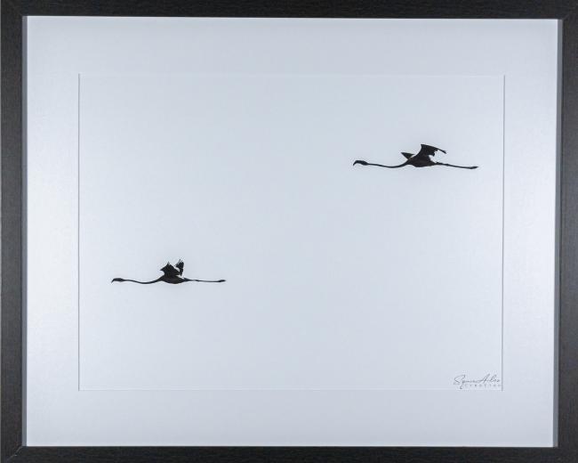 flamant rose